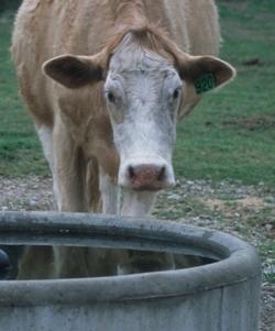 Livestock water consumption
